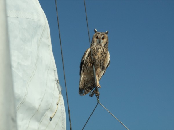 Eagle owl resting on the boat