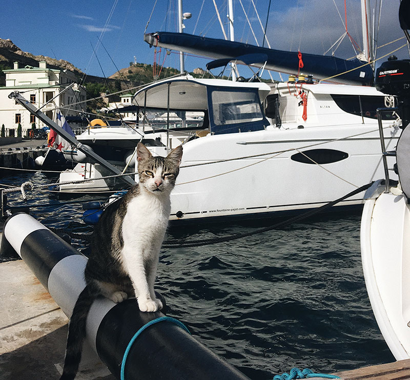 Eine Katze sitzt auf einem Bootssteg und blickt in die Kamera