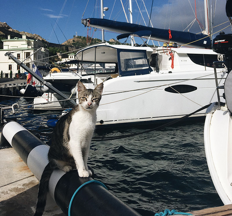 Un chat assis dans une marina fixe l’appareil photo.  