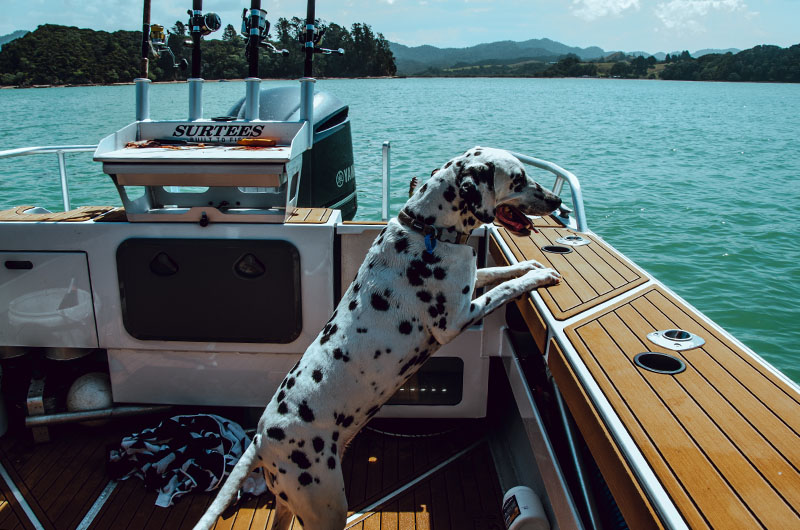 A Dalmatian rests its paws on the edge of a boat and looks out over the water. 