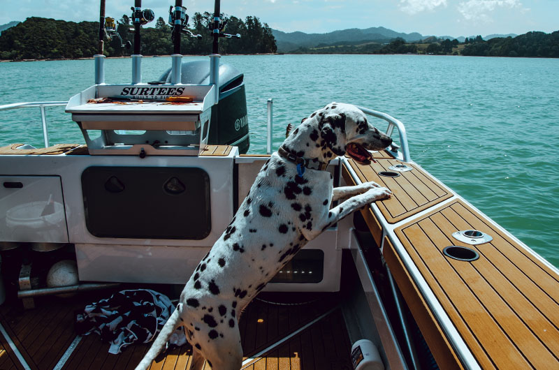 Un dalmatien regarde la mer avec les pattes posées sur le bord d’un bateau.  