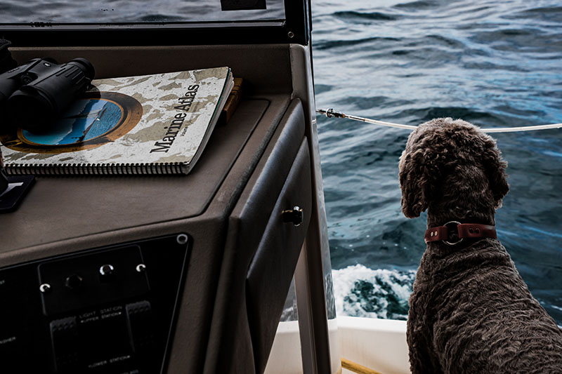 achteraanzicht van een hond die vanaf een boot over zee uitkijkt