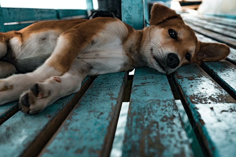 A close up of a dog laying on its side staring at the camera.