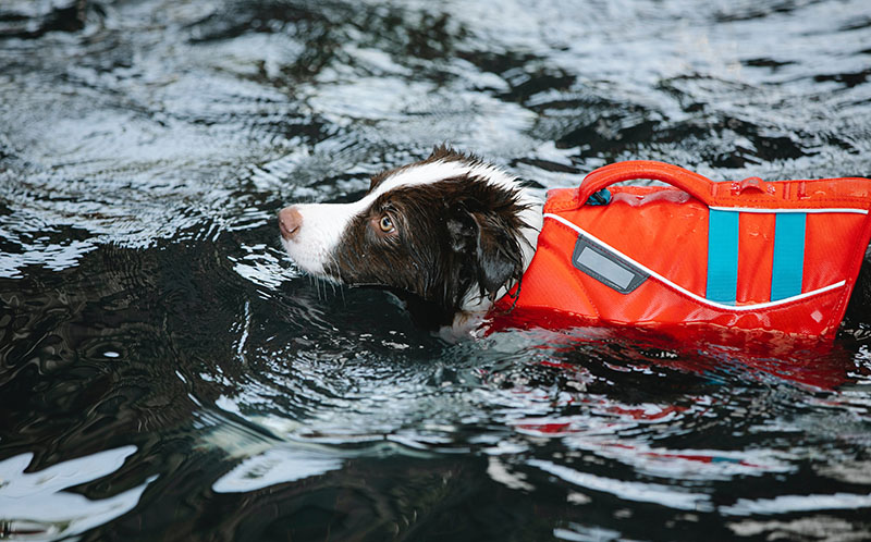 A dog wearing a lifejacket swimming through the water. 