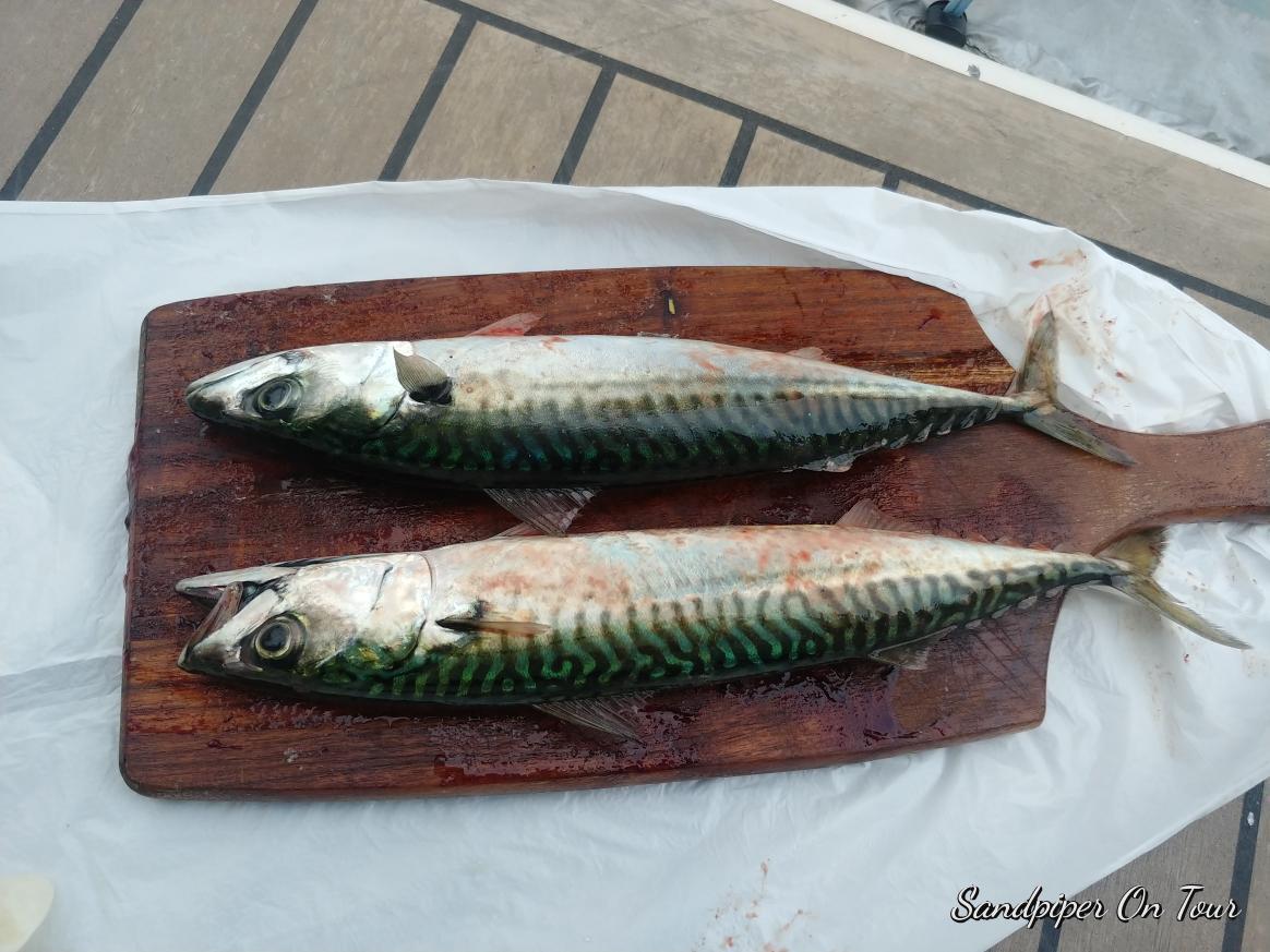 Freshly caught mackerel