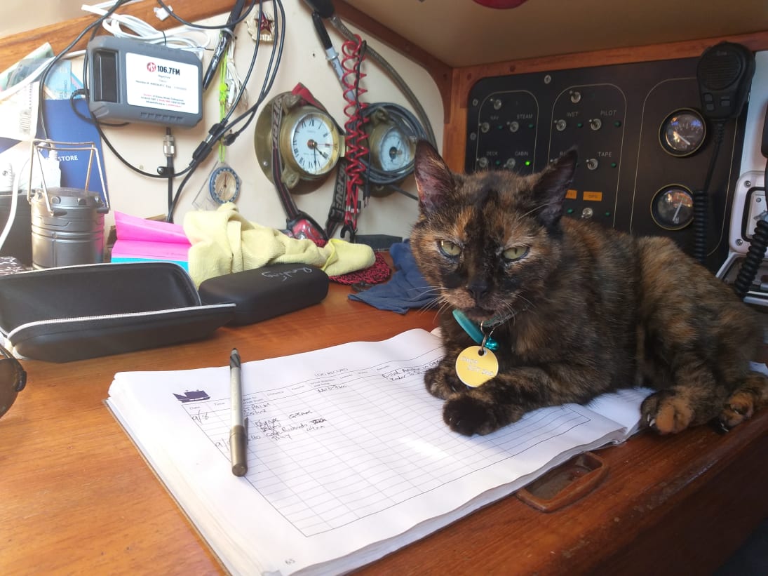 Nigel's cat on the chart table