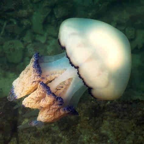 Dustbin lid jellyfish
