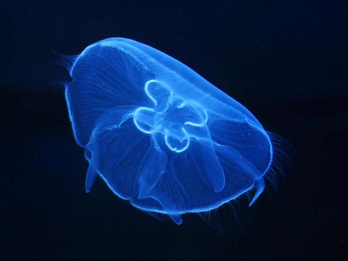 Moon/Common jellyfish