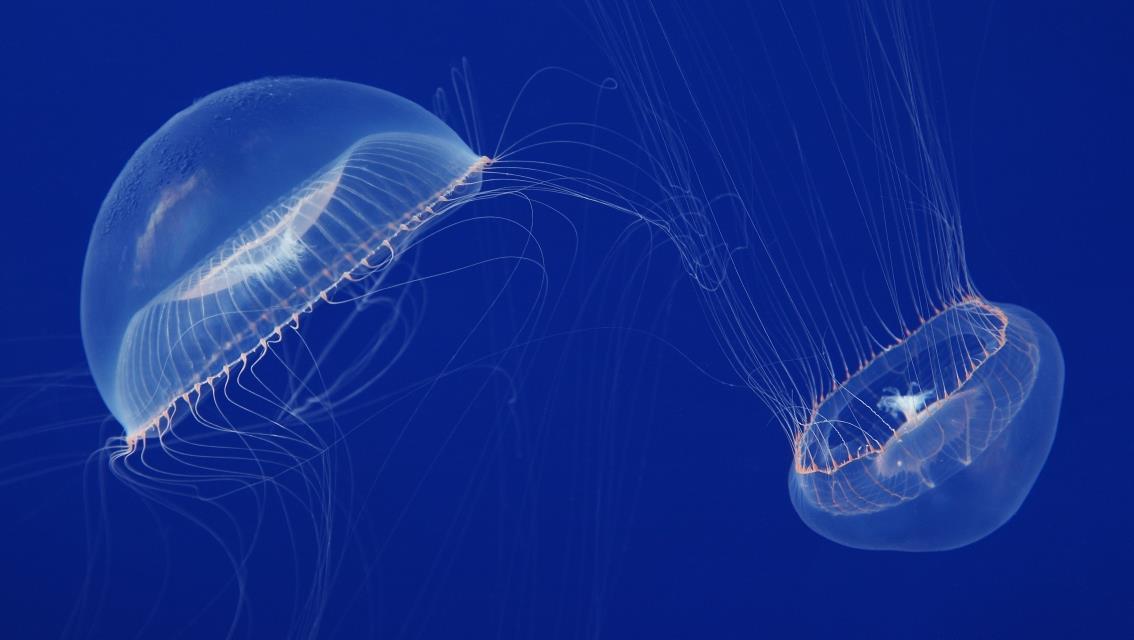 Crystal jellyfish