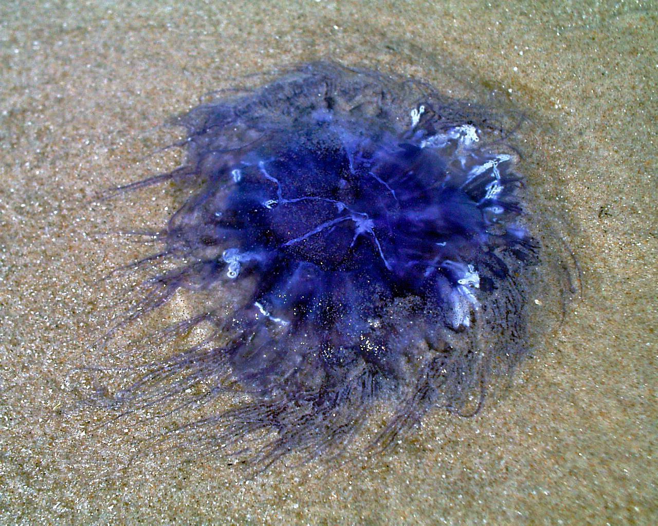 Bluefire jellyfish