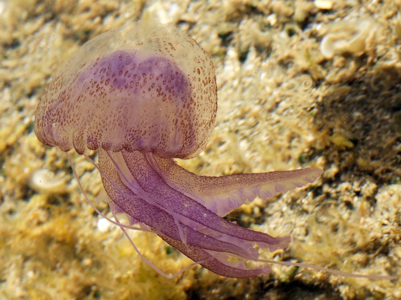 Purple Stinger jellyfish