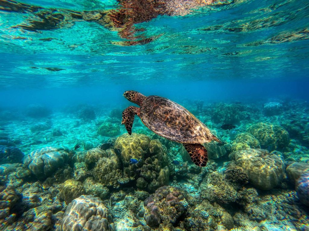 Sea turtle in water